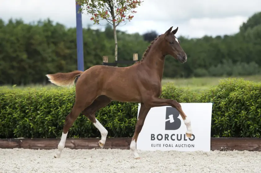 Veulenveiling Borculo: dik een ton voor Le Formidable-veulen featured image