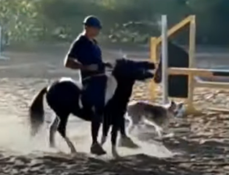 Olympische dressuurruiter Leandro Aparecido da Silva drie jaar geschorst wegens mishandeling featured image