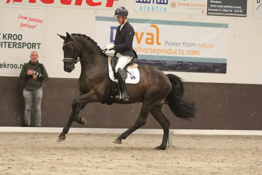 Dream Boy, Johnson, Everdale en Erlando leveren winnaars Duvals Zeeland Dressage Cup featured image