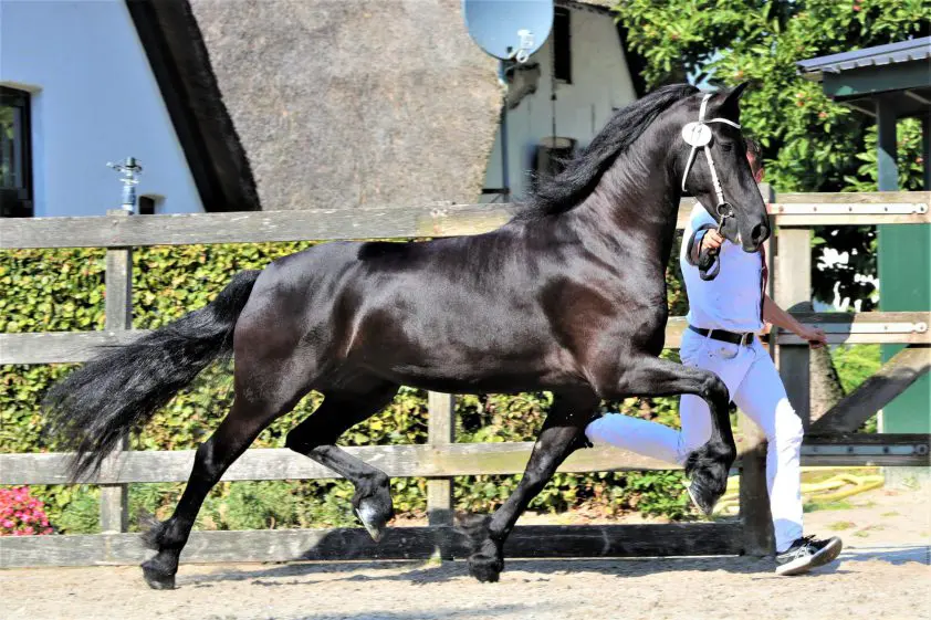 Vier voorlopig Kroonmerries erbij in Harich en Lunteren featured image
