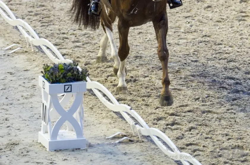 Elaine Pen aan kop met jonge paarden in Maarsbergen featured image