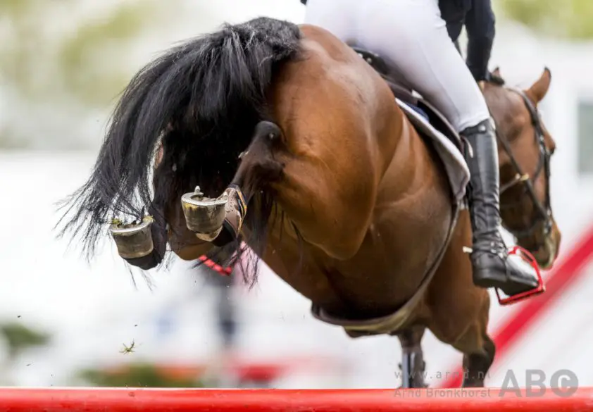 Van der Velde en De Wit scoren bij jonge paarden in Lier featured image