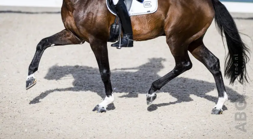 Hippiade pony’s: Floor Schevers kampioen klasse L2 cat. D/E featured image