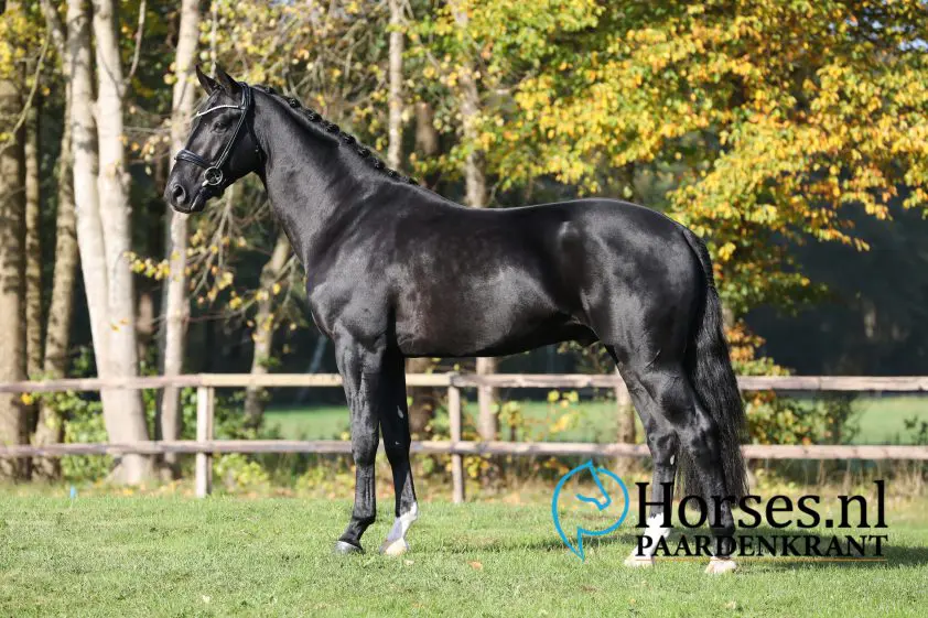 KWPN-hengst Maddox Mart in Aloga veiling featured image