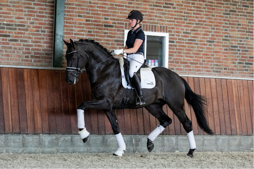 Performance Plus Online Auction: 60.000 euro voor Franklin-zoon featured image