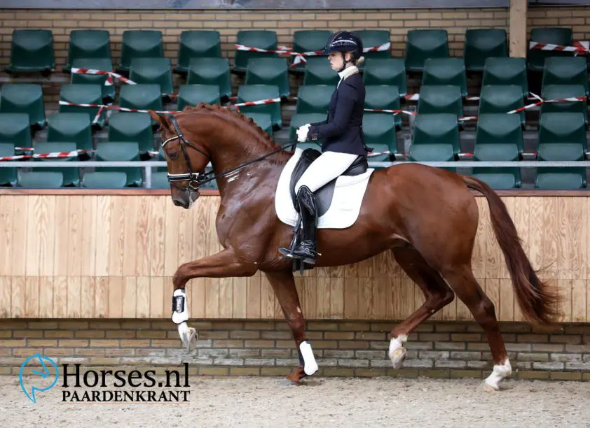 Sjaak van der Lei koopt helft van KWPN-hengst Mowgli featured image