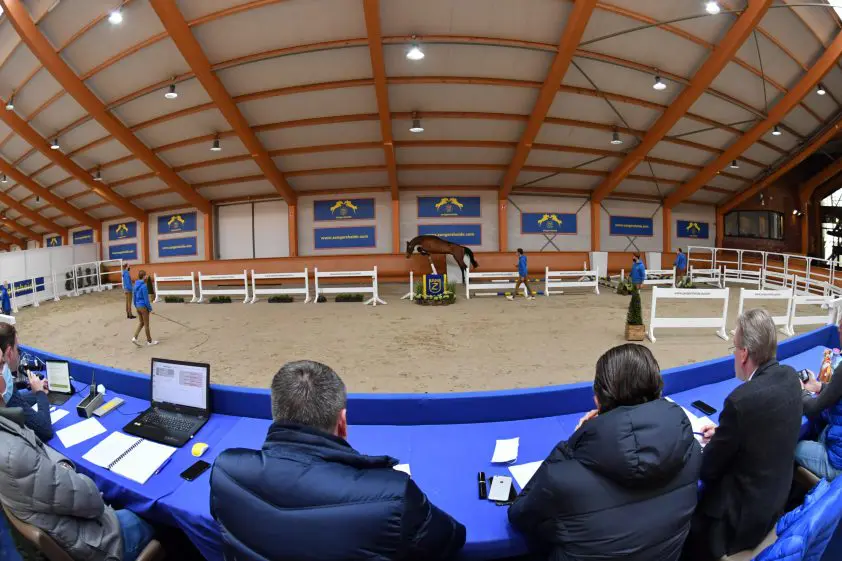 HK Zangersheide: Veertien hengsten goedgekeurd in Deauville featured image