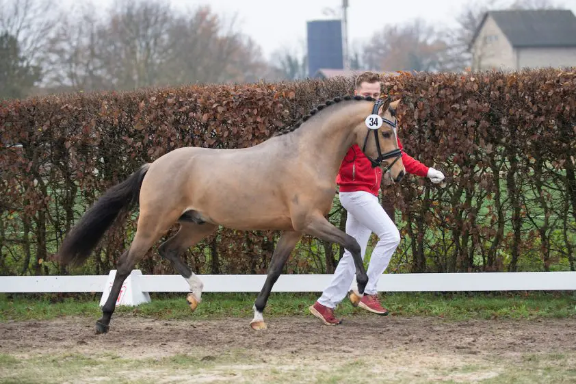 Vier Nederlandse ponyhengsten goedgekeurd in Westfalen featured image