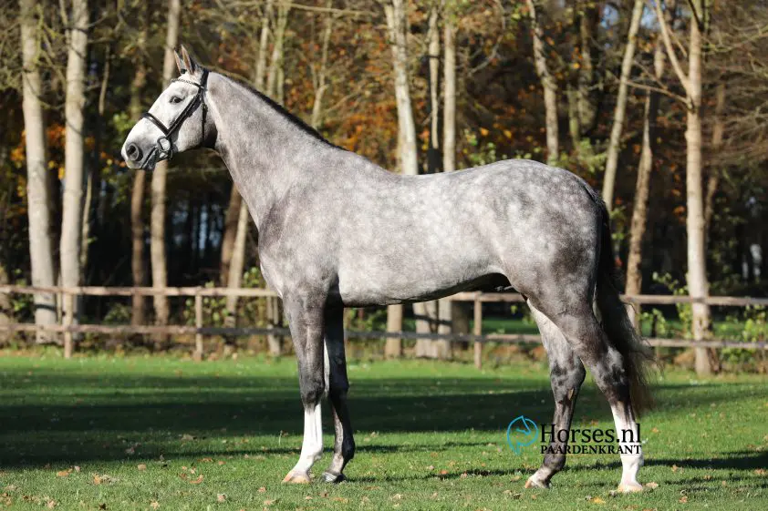 Henk Slik koopt KWPN-hengst Mattias voor Vrieling en Tepper: ‘Geweldig paard’ featured image
