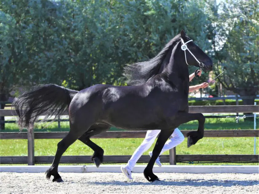 Gea vd Slothoeve is dé modelmerrie van 2020 featured image