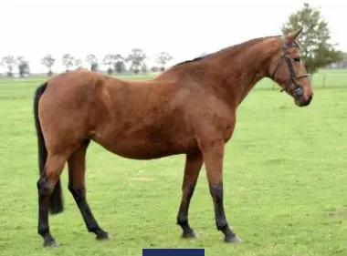 Z Online: 45.000 euro voor 12-jarige fokmerrie featured image