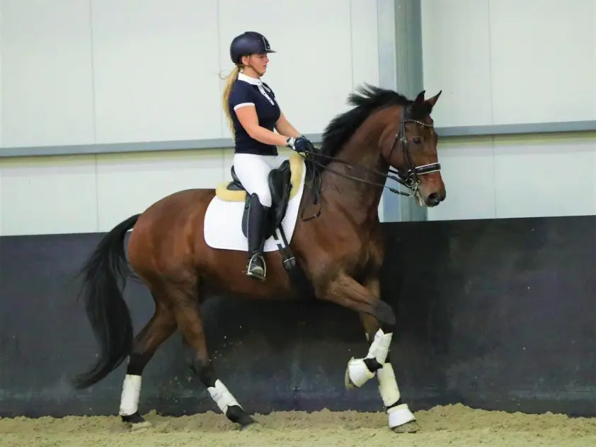 Jessica Poelman koopt GP-paard Chocolate Cookie: ‘Gelijk een enorme klik’ featured image