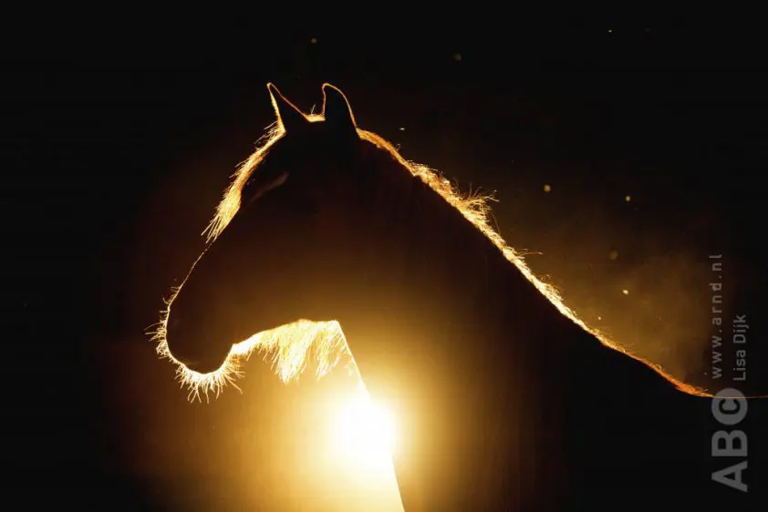 Man bestraft voor verwaarlozen pony en paarden in Dwingeloo featured image
