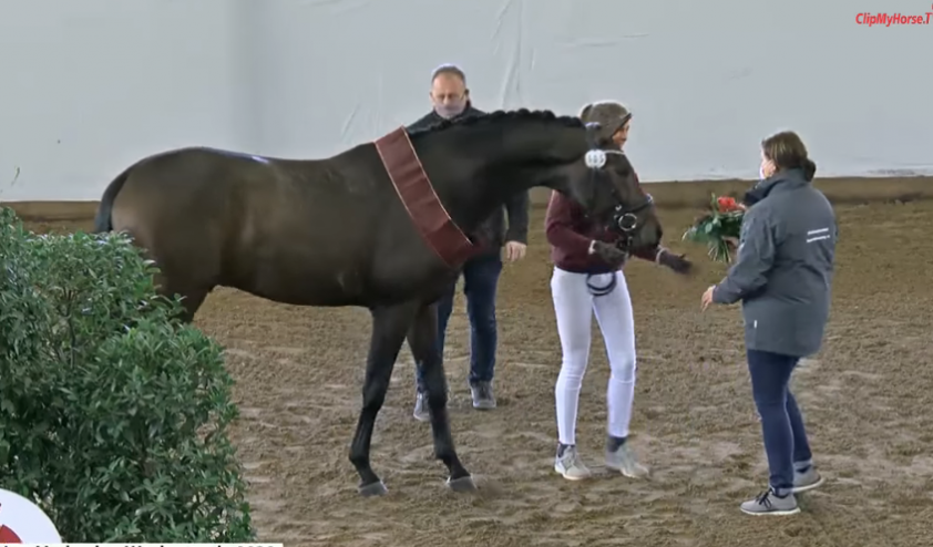 Franziskus levert premiehengst op DSP zadelkeuring featured image