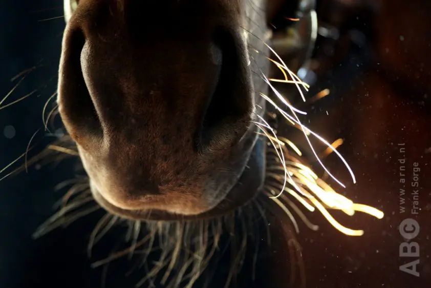 FEI zet sanctie op scheren tastharen: uitsluiting per 1 juli featured image