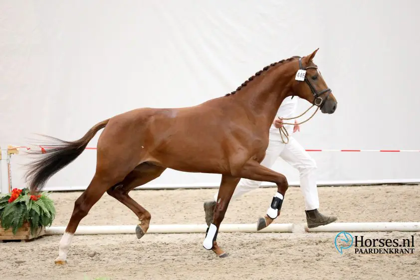 Toto jr uit volle zus Jovian in Mecklenburg goedgekeurd en in Duitsland ter dekking featured image