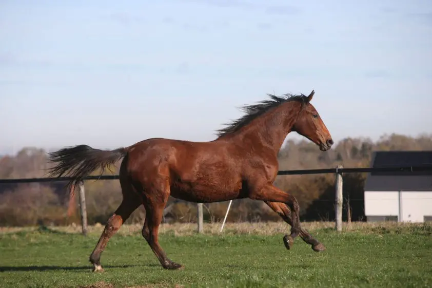 Datcha Queen Hero Z prijstopper tweede gedeelte Hero Stud veiling featured image