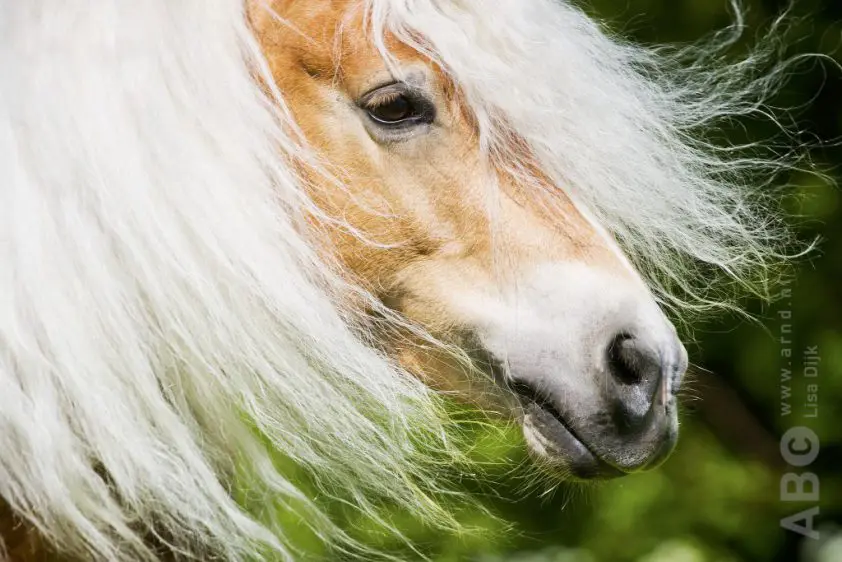 Aanspanning op hol in Horssen: paard ingeslapen, menster ernstig gewond featured image