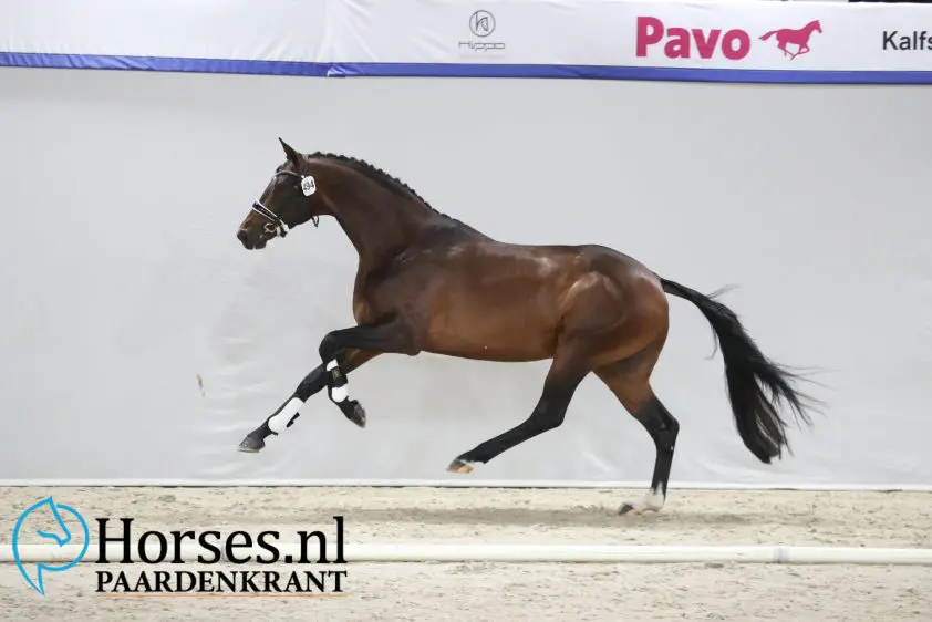 Vier premies: Twee voor Valk en twee voor Van de Sande featured image