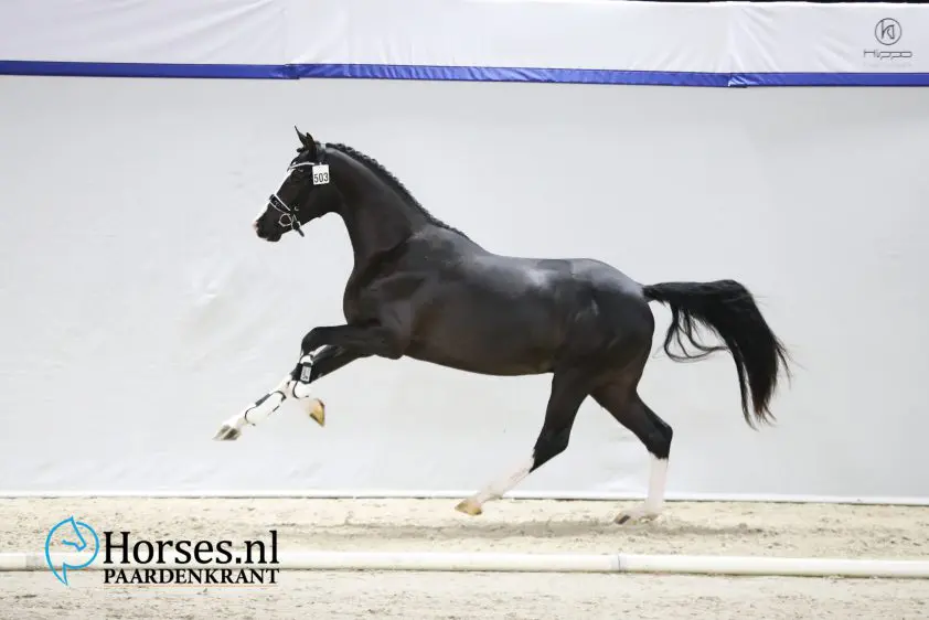 Next Level dekte volgens eigenaar 253 merries in 2022 featured image