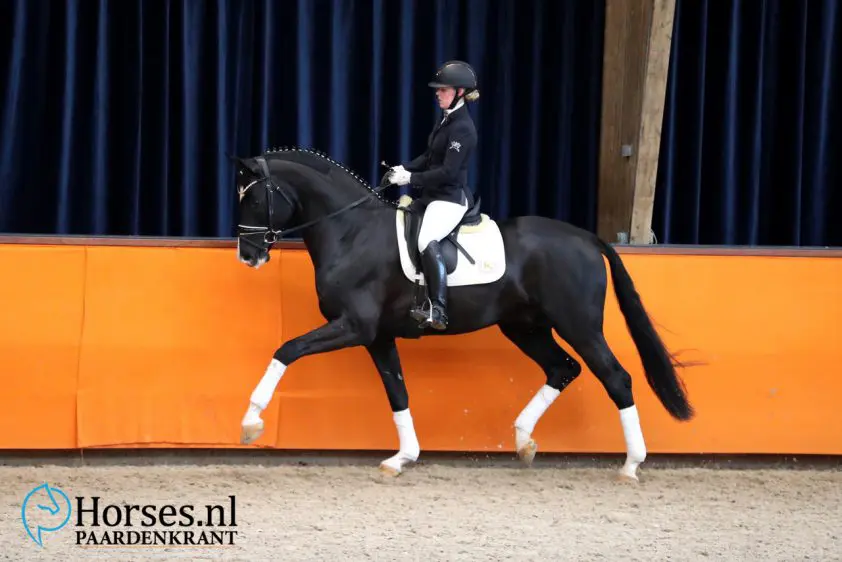 SK Gelders paard: Hoogste punten voor Bloomberg-dochter featured image