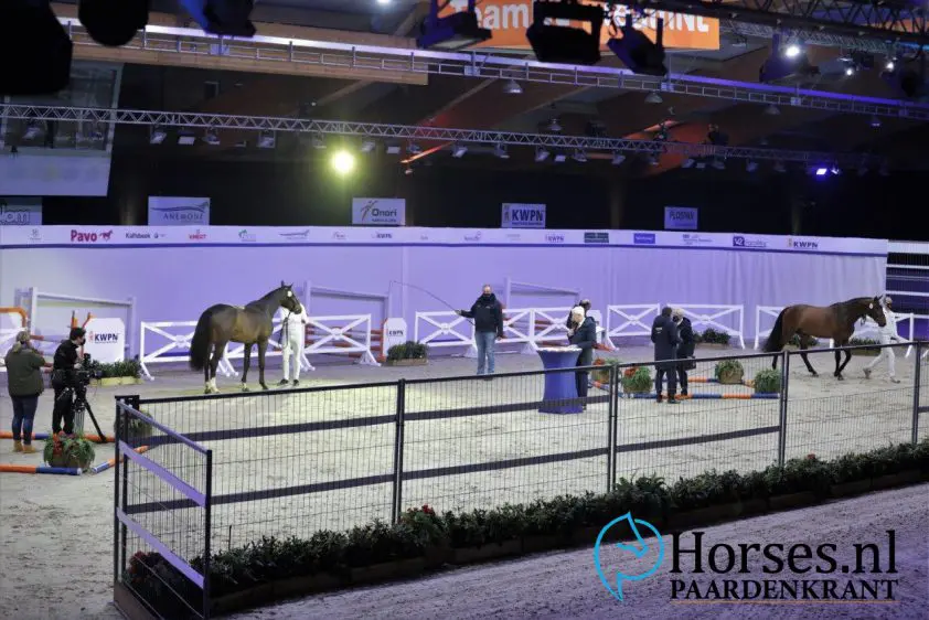 Programma KWPN Hengstenkeuring 2026 bekend featured image