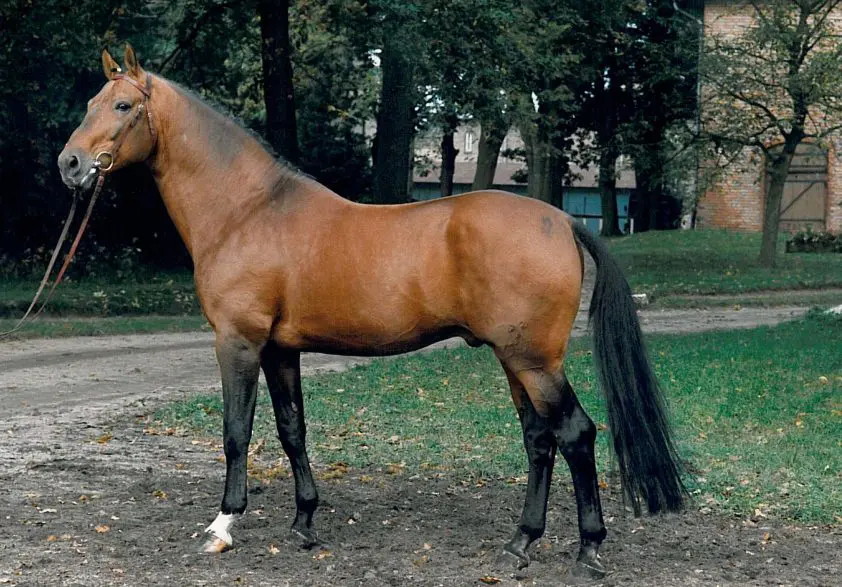 Hannover start experiment: bejaarde springhengsten inzetten in de huidige fokkerij featured image