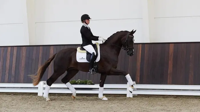 DWB keurt 20 dressuurhengsten goed, 4 premiehengsten voor Helgstrand featured image