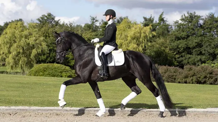 Vijfjarige dressuurhengst Iron ingeslapen featured image