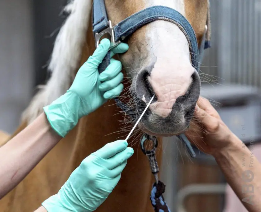 EHV-1 vastgesteld op Manege Boekweitakkers van familie Vos featured image