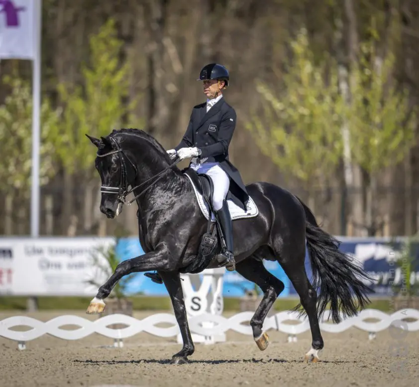 Hof Sosath haalt Dream Boy voor dekseizoen 2025 naar Duitsland featured image