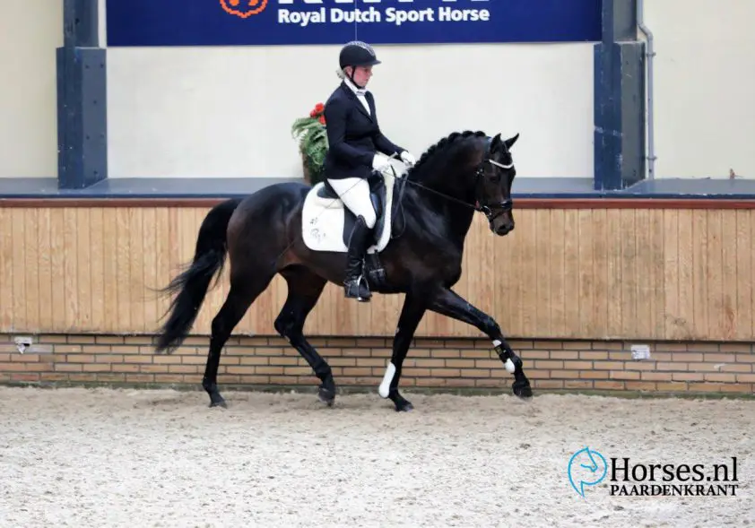 IBOP Exloo: 81,5 punten voor Mac Madison-dochter Royal Marein S featured image