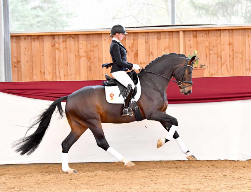 93.000 euro voor Alpha Royal op DSP-veiling featured image