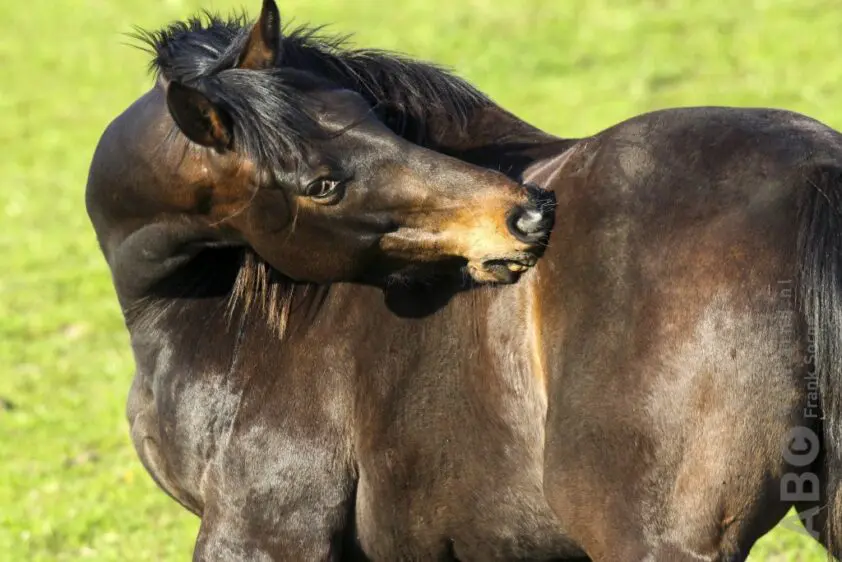 Lezersvraag: Wat voor voeding voor paard met jeuk? featured image