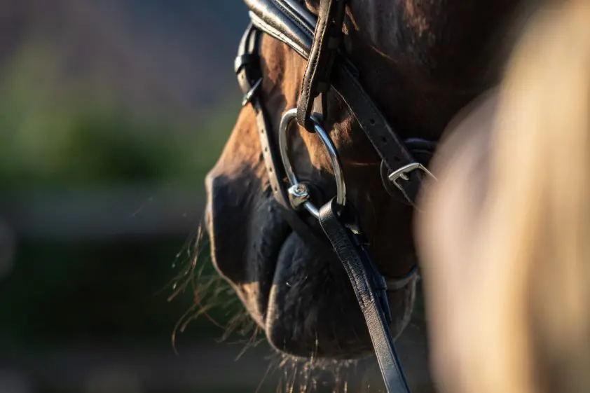 Webinar Aeres Equine Experience gratis te volgen featured image