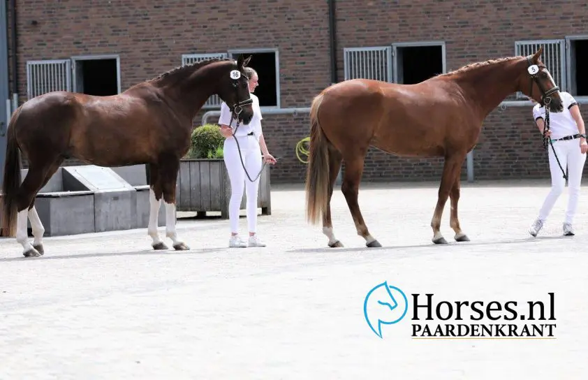 Column Jacquelien van Tartwijk: Teloorgang featured image