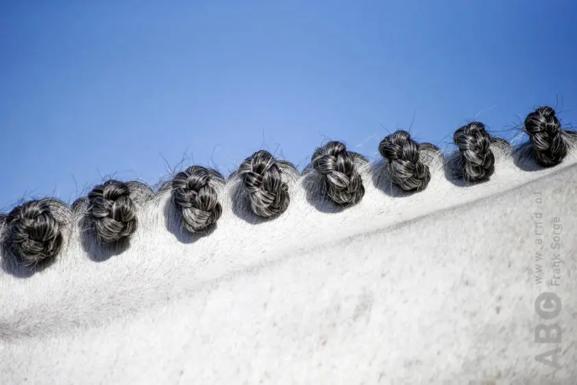 SK Enter: Hoogste score voor Zirocco Blue-dochter featured image