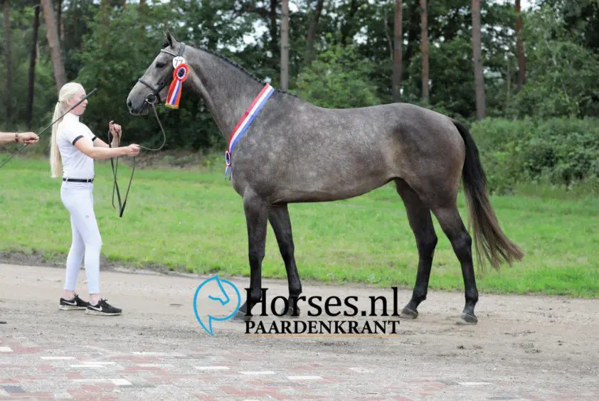 Marco Zeekaf maakt sterk keuringsdebuut met kampioene N’Abalia SMH featured image