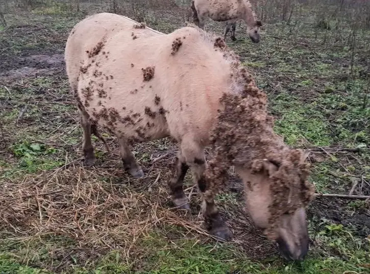 Laat je horen! ‘Staatsbosbeheer laat koniks onnodig lijden’ featured image