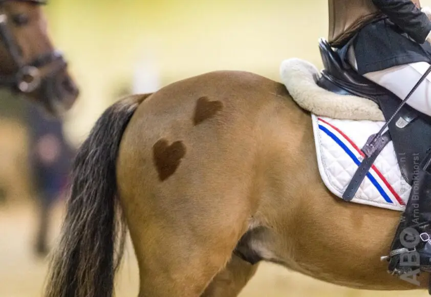 KNHS Indoorkampioenschappen: Nijland, Stassen, Houtzager en Vos kampioenen springen pony’s featured image