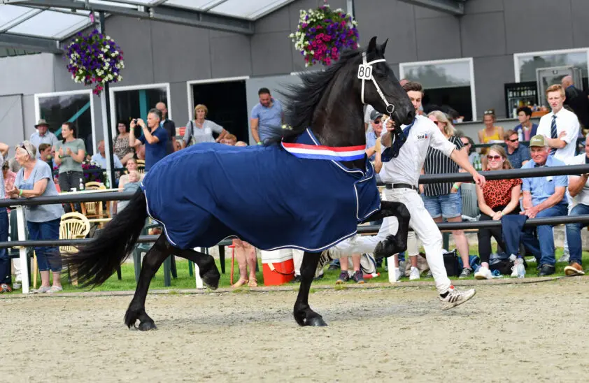 Jehannes-dochter uit Elza Maaike fokdagkampioen in Harich featured image