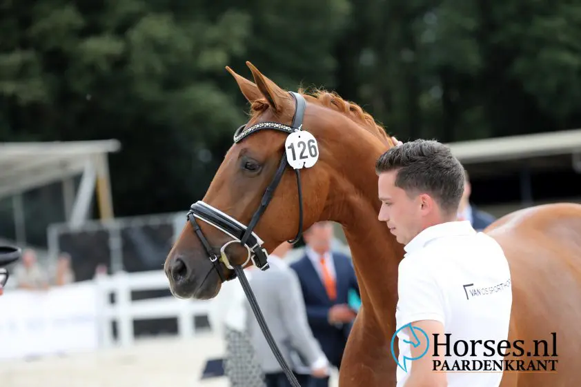 Jorg van Os en Lars van Lakwijk bundelen krachten in Oosteind - Horses