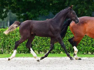 Twee merrieveulens leveren 31.000 euro op bij Zangersheide, ook Nederlanders kopen in featured image