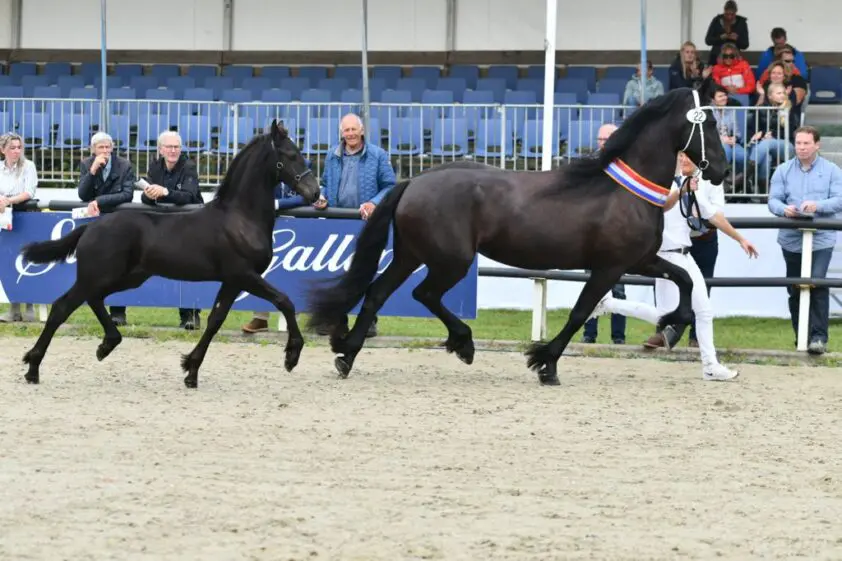 Tiede en Tymen leveren Friese veulenkampioenen op CK featured image
