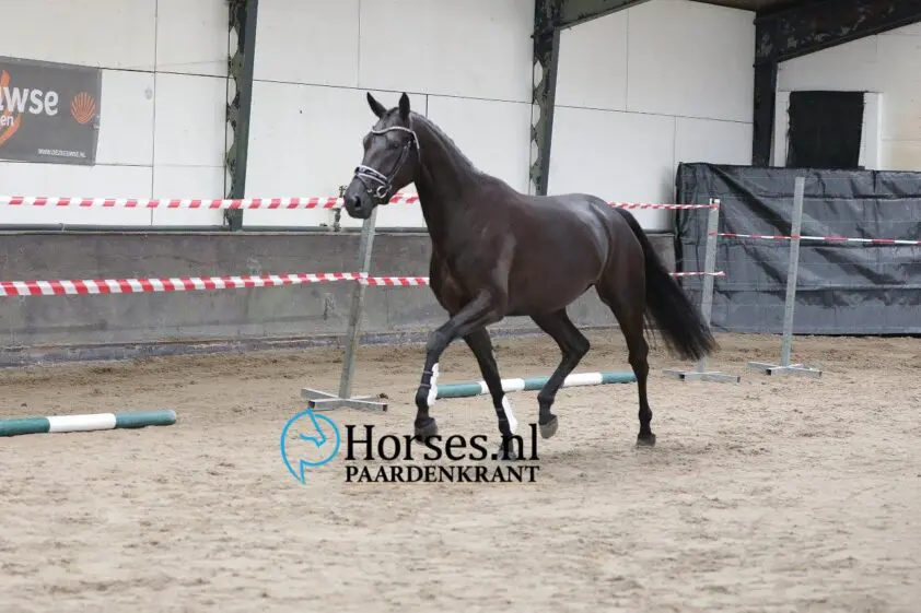 IBOP Utrecht: Toto-dochter Ninvasion scoort 85 punten featured image