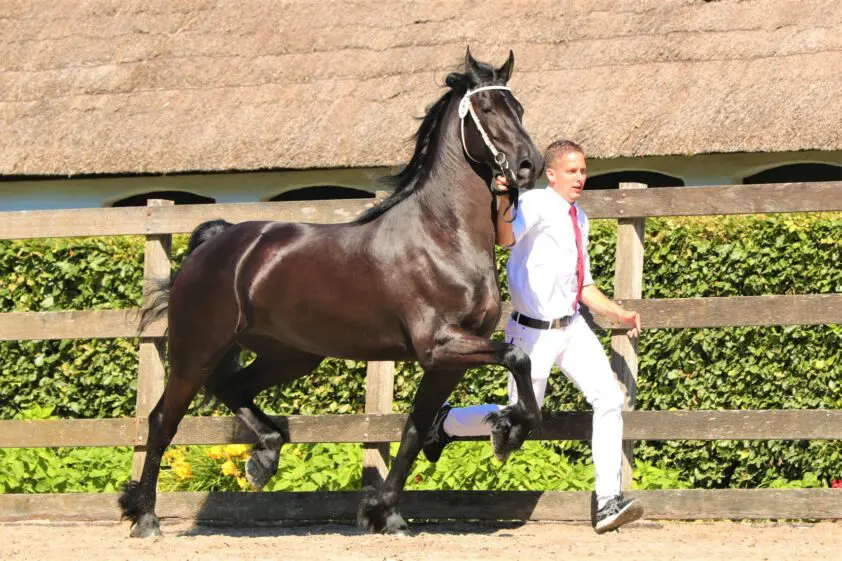 Ster eerste premie voor Daisy (v. Alwin 469) in Nunspeet featured image