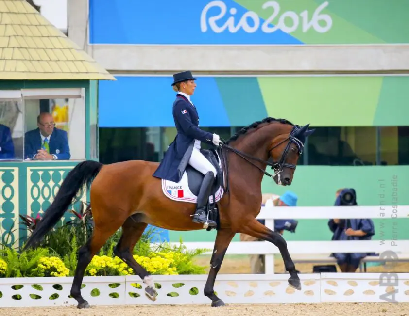 Grand Prix-paard Amorak (20) overleden featured image