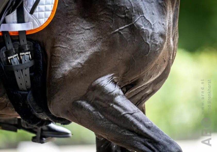 Dressuur centraal op zondag bij Hippiade featured image