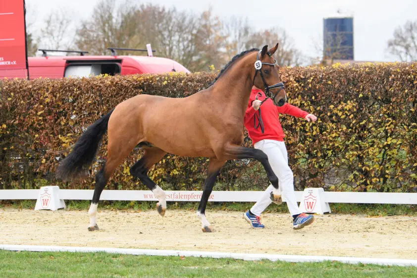 HK Westfalen: 940.000 euro voor Vitalis x Fidertanz featured image