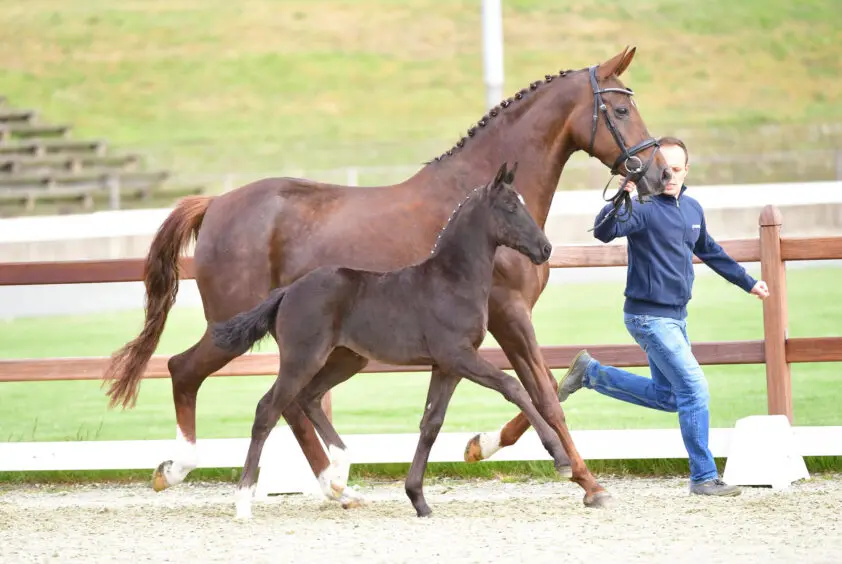 IAFH: Geen genoomfokwaarde OC, maar een zwarte op bestelling featured image
